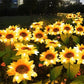 🌻 Waterdichte Zonne-energie Tuinlampen 🎁 Koop 2 Krijg 1 Gratis – Sfeervolle Tuinverlichting