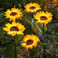 🌻60% KORTING! ☀️ Waterdichte zonnebloemlampjes op zonne-energie – Realistische bloemblaadjes, IP65 weerbestendig & 8-12 uur automatisch gloeiend ☀️🌻