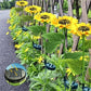 🌻60% KORTING! ☀️ Waterdichte zonnebloemlampjes op zonne-energie – Realistische bloemblaadjes, IP65 weerbestendig & 8-12 uur automatisch gloeiend ☀️🌻
