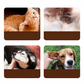 🐶🐱 Tea Tree Oorreiniger voor Honden & Katten | Zachte Verzorging & Frisse Oren – Koop 3, Krijg 2 Gratis