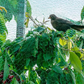 Zwaar vogelnet met 10 grondharingen en 30 tie-wraps