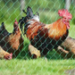 Zwaar vogelnet met 10 grondharingen en 30 tie-wraps