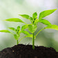 🌱 Nooit Meer Dode Planten – Meet Vocht en Bodemkwaliteit Direct 🌿