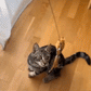 🐱🐦 Interactieve Kattenspeelset met Vogelsimulatie – Stimuleert Spelen & Jachtinstinct | Leuk voor Alleen & Samen Spelen